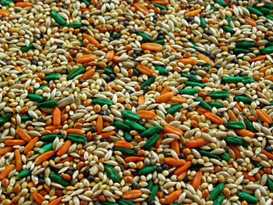  MICHELE LANDAURO [Santiago-Chile] _ comida de loros 