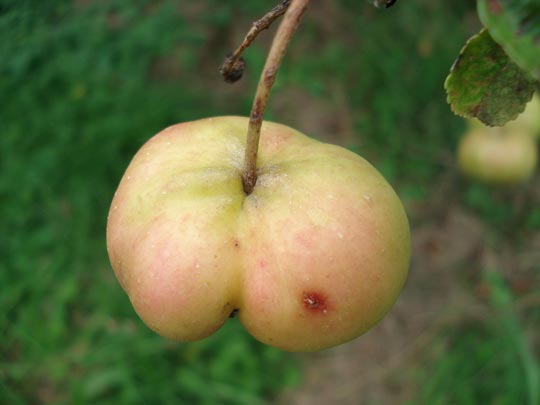  ARIANA SANTAMARIA [Villaviciosa-Asturias] _ como grano en el culo 