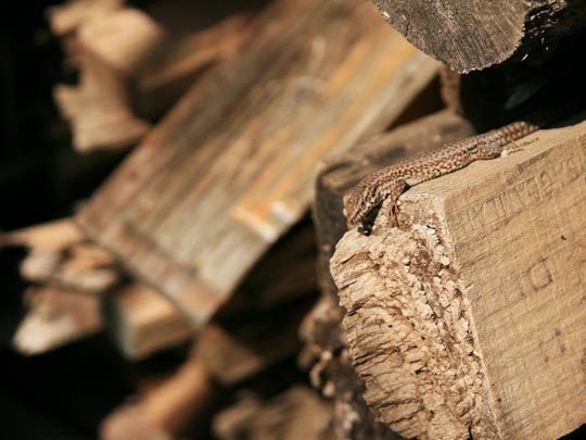  ANA MORALES [Sta. Coloma-Barcelona] _ complejo de madera 