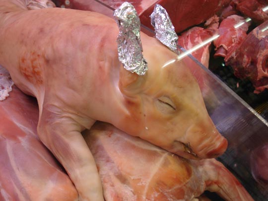  ARIANA SANTAMARIA [Villaviciosa-Asturias] _ conectando con raticulín 