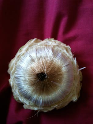  OLGA RIENDA [Londres-Reino Unido] _ corazón peludo 