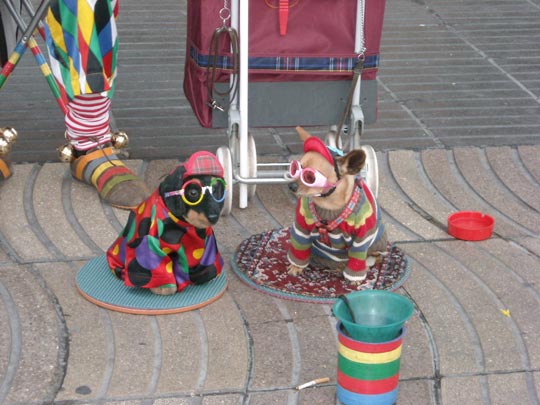  PATRICIA GUIRAO [Valencia] _ ¿cuál es de verdad? 