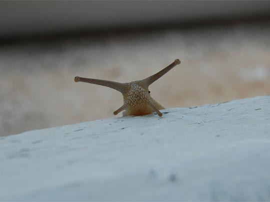  CRISTINA LECHOSA [Burgos] _ cuando jugábamos al escondite 