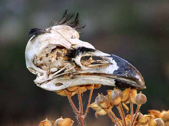  FERNANDO LÓPEZ [Gavà-Barcelona] _ cuervo pelón 