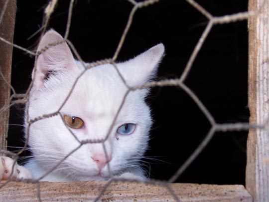  AGAR CASTILLO [Torrelavega-Cantabria] _ david bowie gatuno 