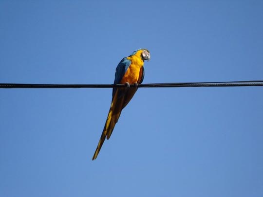  RAFAEL OLLARVES [Valencia-Venezuela] _ descanso dominical 