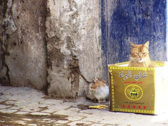  MARIANA BEATRIZ AVALOS [Buenos Aires-Argentina] _ después de almorzar 