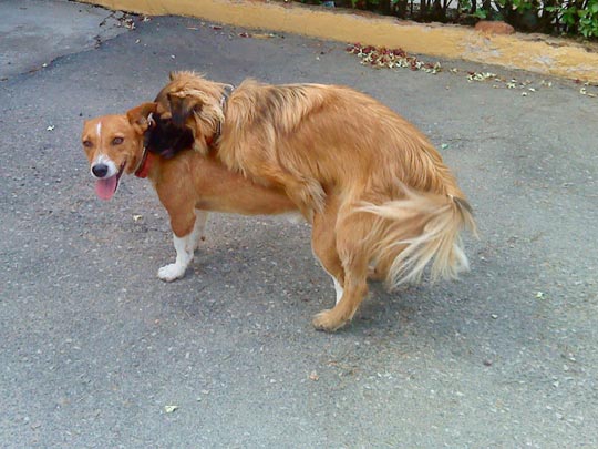  XAVIER RIGATA [Guadalajara] _ dime cosas bonitas al oído 