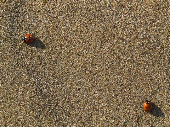 MARTÍN GALLEGO [Badalona-Barcelona] _ ¿dónde estás? 