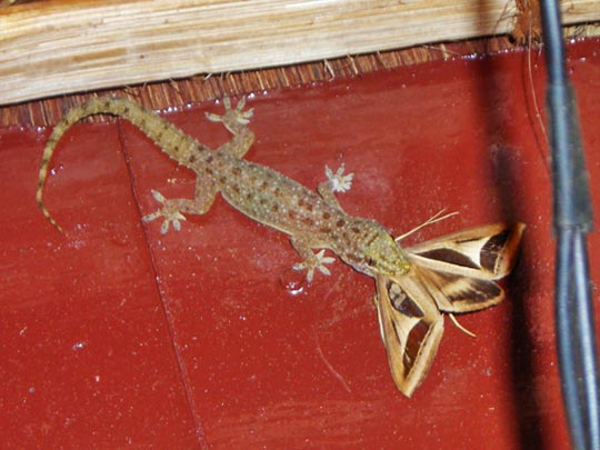  KARMEN FERRET [Sitges-Barcelona] _ el almuerzo 