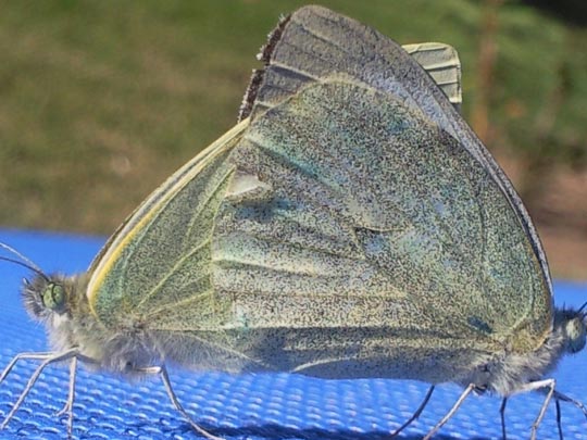  MAR ROMERO [Sevilla] _ el amor 