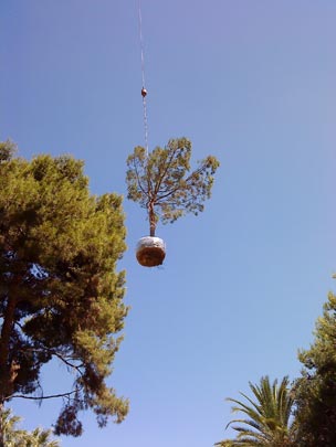  ALBERT RODA [Betera-Valencia] _ el árbol ahorcado 