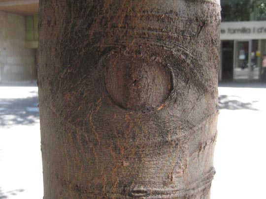  TONI TUGORES [Barcelona] _ el árbol que todo lo ve 