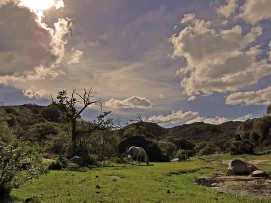  FEDERICO FONTANA [Rosario-Argentina] _ el bosque de quendi 