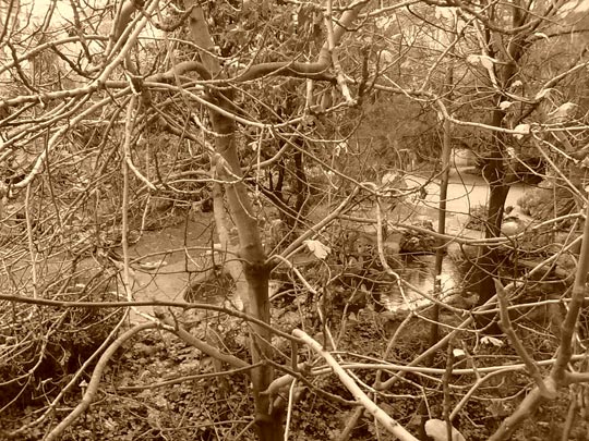  MARTA COBO ESTEVE [Barcelona] _ el bosque encantado 