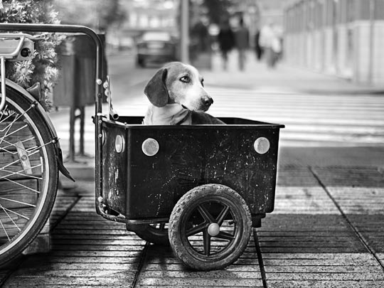  DAVID  SAGASTA [Madrid] _ el buen vigía 