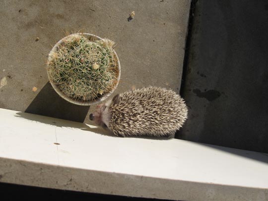  FRANCISCA MEZA [Quilpué-Chile] _ el erizo con su pariente vegetal 