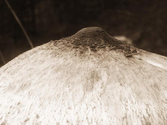  JOAN RODÓ [Queralbs-Girona] _ el mugró 