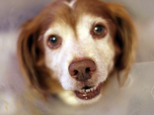  MARTA  PINILLA [Parla-Madrid] _ el perro del espacio 