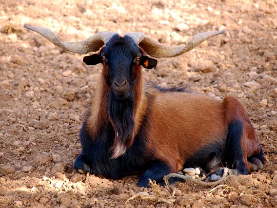  LLATZER MENDEZ [Felanitx-Illes Balears] _ el puto amo 