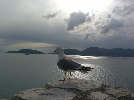  ODYSSEAS KOUTZAS [Atenas-Grecia] _ el rey 