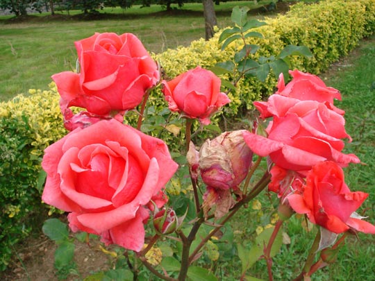  ARIANA SANTAMARIA [Villaviciosa-Asturias] _ el típico capullo bien rodeado 