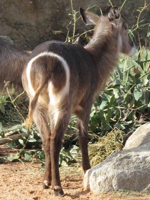  DANY BARELLO [Los Alcázares-Murcia] _ en el blanco 