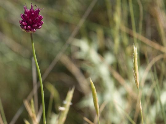  ESTIBALIZ GARCIA [Viana-Navarra] _ en la flor de la primavera 
