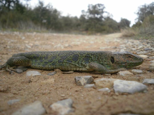  ESTER PUJANTELL [Berga-Barcelona] _ en medio del camino 