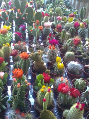  NEUS GOMBAU [Igualada-Barcelona] _ en reunión 