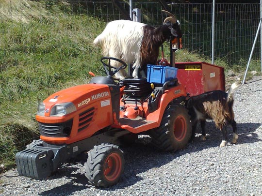  BELEN CASTELLON [Zaragoza] _ es que algunos conducen como cabras 