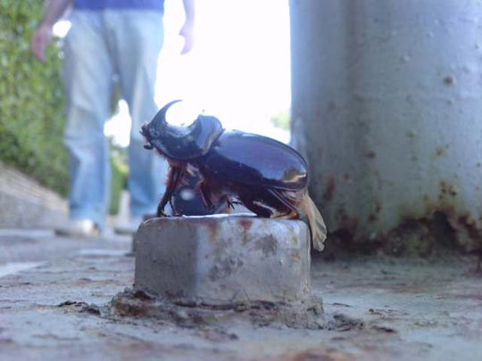  EDU MALDONADO [Torrent-Valencia] _ escarabajo 