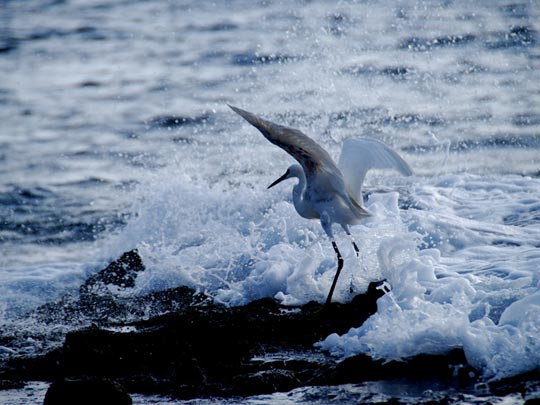  LUIS CAPPELLINI [Las Palmas -Las Palmas] _ espuma 
