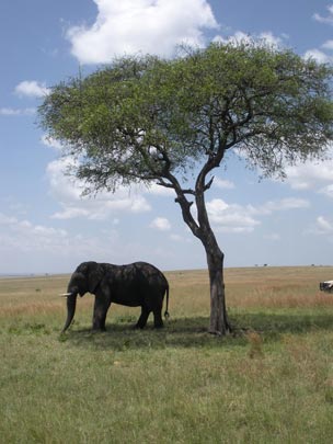  GLORIA SANTIAGO [Alicante] _ esta va por pepe rubianes 