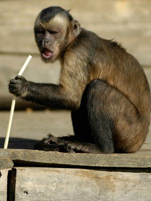  CHEMA MATEOS [Madrid] _ esto sabe a rayos 