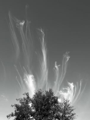  JOSÉ ANÍBAL CAMPOS [Lugo] _ evanescencias de un árbol 