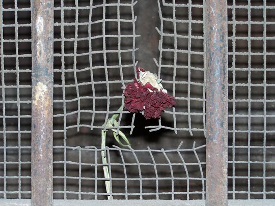  ORIOL LAGÉ [Barcelona] _ flor urbana 