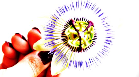  LUSY INCERA [Laredo-Cantabria] _ flower power 