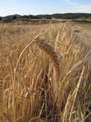  ABEL TORT [Piera-Barcelona] _ futuro pan 
