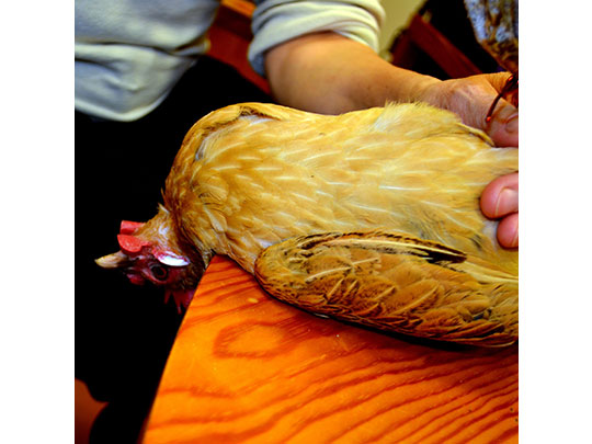  ANGELA LLOP [Torrelles de Foix-Barcelona] _ gallina hipnotizada 