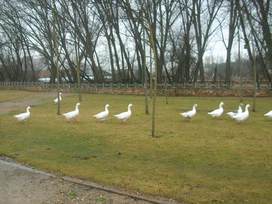  MIGUEL ROMERO [Burgos] _ gansofamilia 