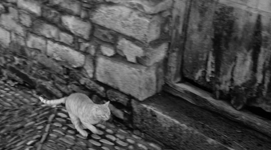  NORMA FERNÁNDEZ [Alcorcón-Madrid] _ gato 