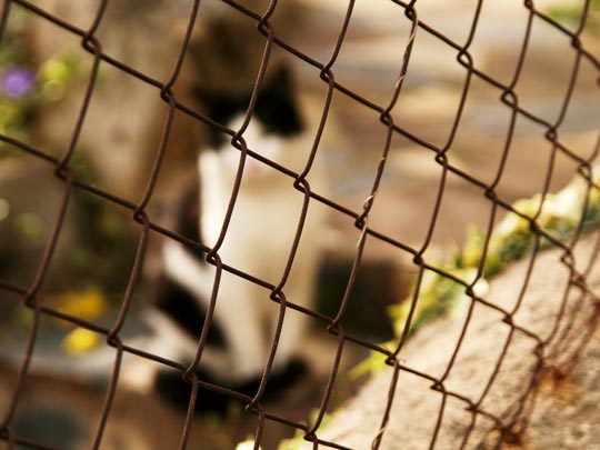  ANA MORALES [Sta. Coloma-Barcelona] _ gato encerrado 