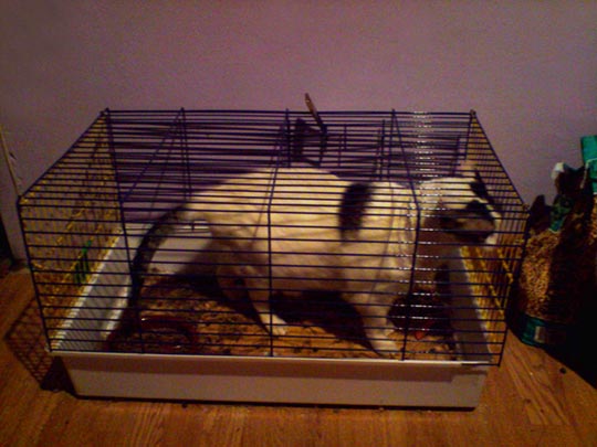  ELENA FLIX [Barcelona] _ gato por liebre 