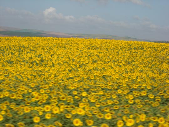  PATRICIA GUIRAO [Valencia] _ girasoles en córdoba 