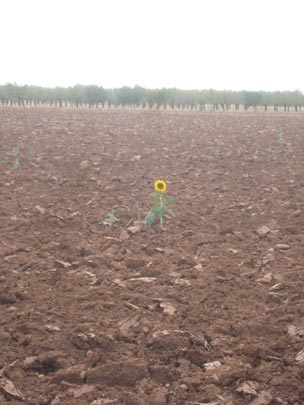  TONI TUGORES [Barcelona] _ girasolo 