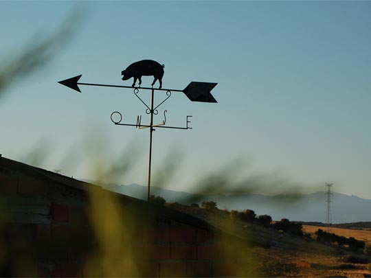  CRISTINA BARROSO [Avilés-Asturias] _ habrá que hacer caso al cerdo 