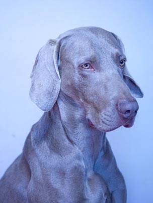  SERGI MARGALEF ARDEVOL [Barcelona] _ helmut 