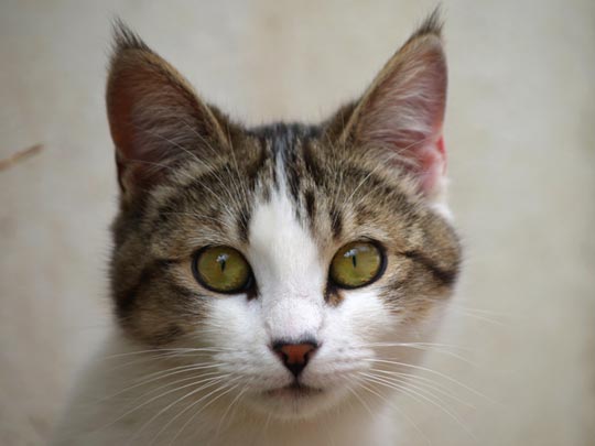  Mª VICTORIA MORENO [Fuengirola-Málaga] _ hipnosis 