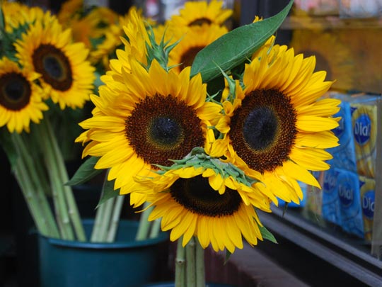  JOAQUÍN MEDINA [Totana-Murcia] _ hola 